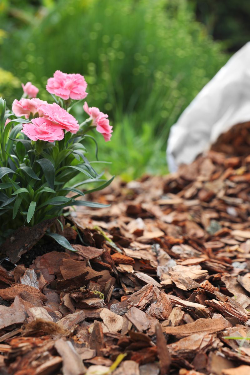 adding mulch