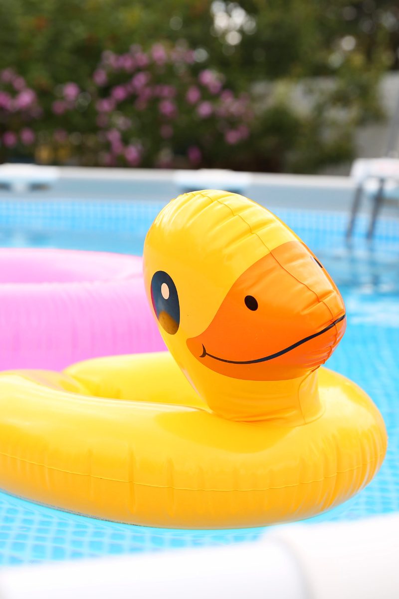 duck in pool