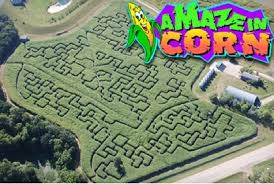 amaze in corn